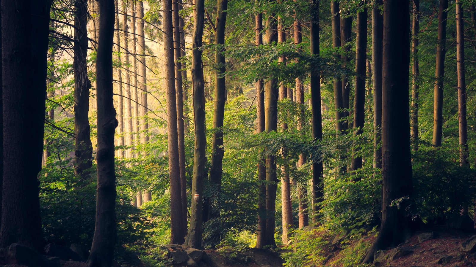 A sunlit forest trail winding between tall trees on a clear day