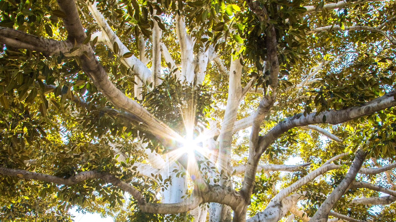 A hiker's boots on a rocky mountain trail with sunlight filtering through trees.